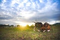 Two beagle dogs playing on the field in the evening,sunset. Royalty Free Stock Photo