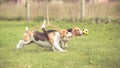 Two Beagle Dogs in run Royalty Free Stock Photo