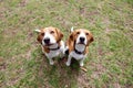 Two Beagle dogs sitting on the grass in the forest Royalty Free Stock Photo