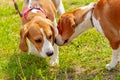 Two beagle dogs sniff each other opposite each other Royalty Free Stock Photo