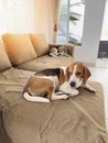 Two beagle dogs split sofa Royalty Free Stock Photo