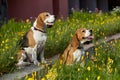 Two beagle dogs in summer among flowers Royalty Free Stock Photo