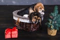 Two beagle puppies in the basket Royalty Free Stock Photo