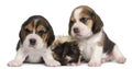 Two Beagle Puppies, 1 month old, and Peruvian guinea pig, 6 months old Royalty Free Stock Photo