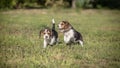 Two Beagle puppies play