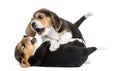 Two Beagle puppies playing together, isolated Royalty Free Stock Photo