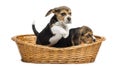 Two Beagle puppies playing in a wicker basket, isolated Royalty Free Stock Photo