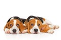 Two Beagle puppies on white background Royalty Free Stock Photo