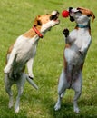 Two beagles with ball