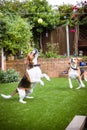 two dogs having fun playing in the garden playing with a tenn Royalty Free Stock Photo