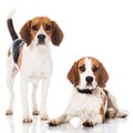 Two beagles Royalty Free Stock Photo