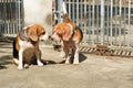 Two beagles are loving, amatory Royalty Free Stock Photo