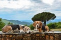 Two beagles resting on a wall in the summer sun in front of a beautiful valley in the south of france