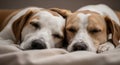Two Beagles Snuggling Together on a Cozy Blanket Royalty Free Stock Photo