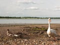 Two bean geese and a mute swan on the beach shore look at camera
