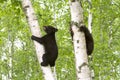 Two Bear Cubs Climbing Trees Side by Side Royalty Free Stock Photo