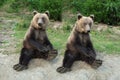 two bear sits in a clearing in fores