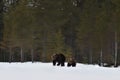 Two bear walking on snow after hibernation