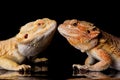 Two bearded agama lizards
