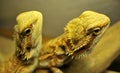 Two Bearded Dragon Up Close