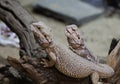 Two bearded dragons Royalty Free Stock Photo