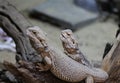 Two bearded dragons Royalty Free Stock Photo