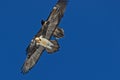 Two bearded vultures in the sky