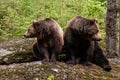 Two bears