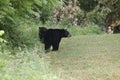 Two Bears in Cades Cove, GSMNP