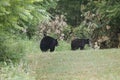 Two Bears in Cades Cove, GSMNP