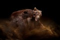 Two bears are fighting in the sand and dust on a dark background Royalty Free Stock Photo