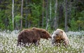 Two bears fighting in summer forest, among white flowers. Scientific name: Ursus Arctos Royalty Free Stock Photo