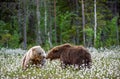 Two bears fighting in summer forest, among white flowers. Scientific name: Ursus Arctos Royalty Free Stock Photo