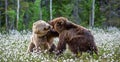 Two bears fighting in summer forest, among white flowers. Scientific name: Ursus Arctos Royalty Free Stock Photo