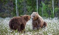 Two bears fighting in summer forest, among white flowers. Scientific name: Ursus Arctos Royalty Free Stock Photo