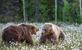 Two bears fighting in summer forest, among white flowers. Scientific name: Ursus Arctos Royalty Free Stock Photo