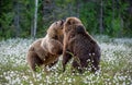 Two bears fighting in summer forest, among white flowers. Scientific name: Ursus Arctos Royalty Free Stock Photo