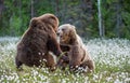 Two bears fighting in summer forest, among white flowers. Scientific name: Ursus Arctos Royalty Free Stock Photo