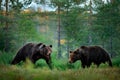 Two bears met in the forest. Russia wildlife. Brown bear walking in forest, morning light. Dangerous animal in nature taiga and