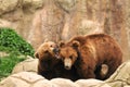 Two bears playing Royalty Free Stock Photo