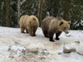 Two bears in the snow in the forest. Brown bears play together. Rehabilitation center for brown bears. Park