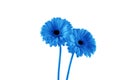 Two beatiful blue gerbera on white background