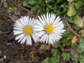 Two beatyful blomming Daisy