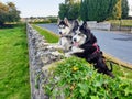 Two beauties in the beautiful Yorkshire Dales Royalty Free Stock Photo