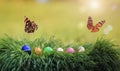 Two beautiful Admiral butterflies flutter over the festive Easter background with multi-colored eggs in green grass on a Sunny