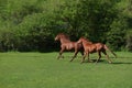 Two beautiful adult brown horses running on a green grass field