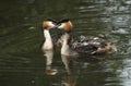 Two beautiful adult Great crested Grebe Podiceps cristatus one with their cute babies riding on its back swimming on a river Royalty Free Stock Photo