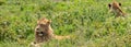 Two beautiful Adult Male Lion lying on Grass Field in Ngorongoro Consevation Area Royalty Free Stock Photo