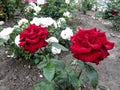 Two beautiful amazing dark red roses on the stems grow in the garden