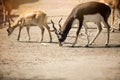 Two beautiful antelope Royalty Free Stock Photo